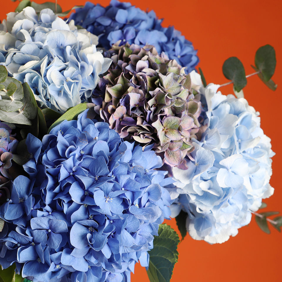 Hydrangea Blues, Pinks & Whites floral arrangement by Shaws of Covent Garden - view 4