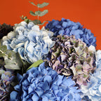 Hydrangea Blues, Pinks & Whites floral arrangement by Shaws of Covent Garden - view 5