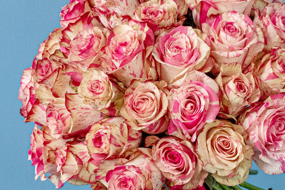 Classic White Rose Dome Rose floral arrangement by Shaws of Covent Garden - view 6