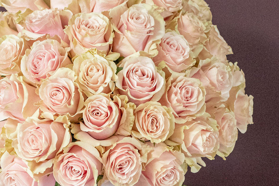 Pink Mondial Rose Dome floral arrangement by Shaws of Covent Garden - view 5