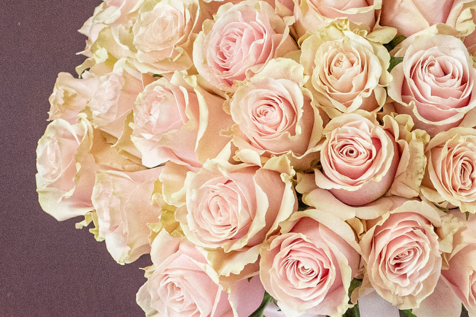 Pink Mondial Rose Dome floral arrangement by Shaws of Covent Garden - view 7